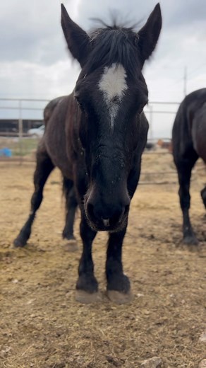 16K views · 2K reactions | We would like to help this ex Amish...