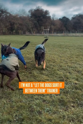 13 reactions | Social learning is very important for dogs absolutely...