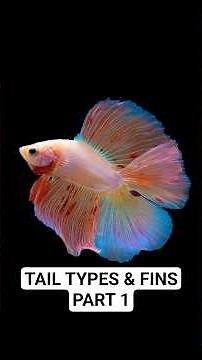 Betta Tail Types Part 1