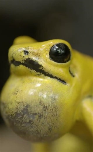 Tree Frog: Ruler of Leafy Canopies and Tropical Forests 🐸