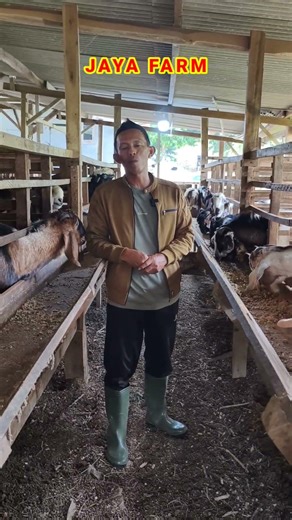 Manfaat mengkudu untuk ternak kambing di kandang kami
