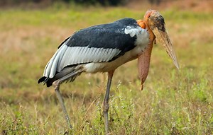 近危物种：大秃鹳 橙颈秃鹳 Leptoptilos dubius （yt@Mamu Borah