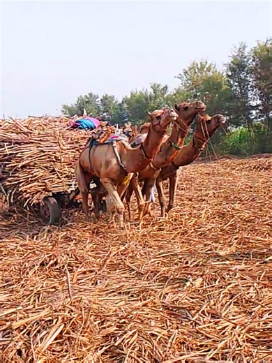 sweet load 3 camels pulling loaded cart of sugar from Sindh ❤️ @Jawed Ahmed #fypシ #foryou #animals #sindhi #fyppppppppppppppppppppppp