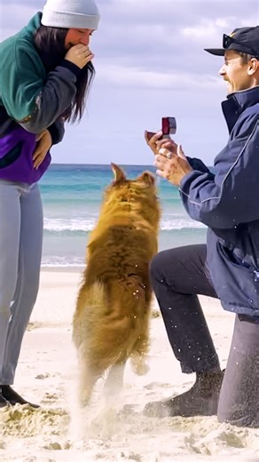 323K views · 6.8K reactions | He exploded with zoomies the moment he realized Dad was asking Mom to get married ❤️ Keep up with Madison on Instagram: https://thedo.do/maddyIG Some footage provided by ViralHog | The Dodo | Facebook