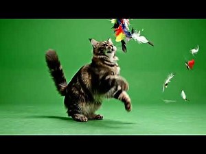Dynamic Cat Green Screen Overlay: Free Download for Creative Video Projects