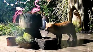 41K views · 4.8K reactions | Here’s our pregnant Pumpkin. She’s eating everything at the fox feeding station at the back of the hedge then enjoying a dessert of posh nuts. Won’t be long now till she has her cubs 力力力❤️ | Mr Lumpy & Friends. | Facebook