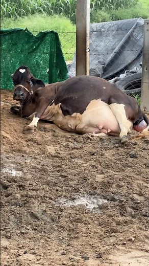 The Future of Dairy: Herd Management Innovations