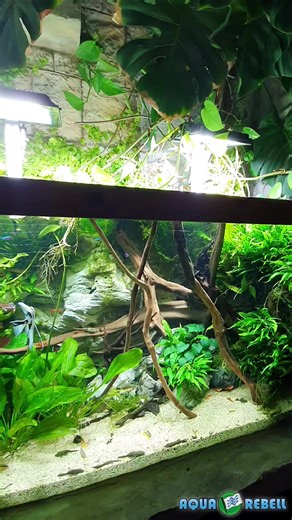 No artificial intelligence, no digital art, no Netflix....just an aquarium? Nature at home as a counterbalance to digital progress Aqua Rebell 1600 liter Jungle tank #werbung #aquarebell #fertilizer #iron #npk #oliverknott #okaqua #okisback #aquascape #aquarium #aquascaping #aquariumhobby #aquariumtank #aquariums #akvaryum #instapet #myhobby #aquariumfish #instafish #tropicalfish #aquatic #aquaticlife #fishtank #fishkeeping #freshwaterfish #aquaticplants #aquariumplants | Oliver Knott