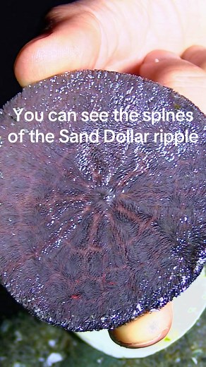 If you’ve ever been curious about how echinoderms like the sand dollar get around, here you can see the spines moving #ocean #bc #animals #oceanlife #moonstarcreative | Moonstar Creative Media