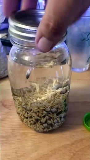 Seed Sprouting Tea DIY 🌱 | Barley + Blue Corn | Part 1