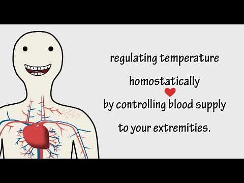 The Cardiovascular System Song by Peter Weatherall