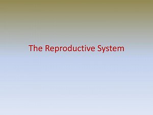 The Reproductive System - SlideServe