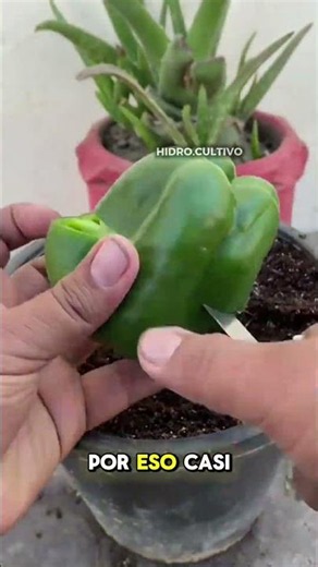Learn Hydroponics #hydroponics