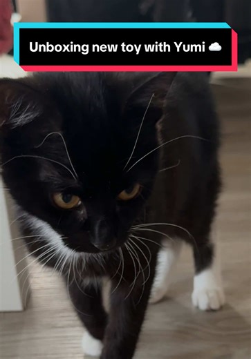 Unboxing the new toy! 📦 She gave it 5 stars but decided the placement was all wrong. ⭐️📉 apparently she’s an interior designer now? 🤷🏻‍♂️#tuxedocats #catlover #fyp #cat #funnycat