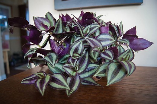 How to Plant, Grow, and Care for Wandering Jew Plants