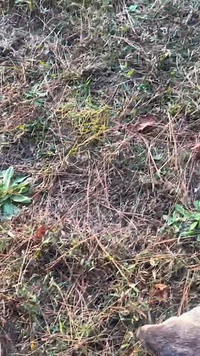 38K views · 975 reactions | Our newest member of Winewood Farm | Wade Welch | Facebook