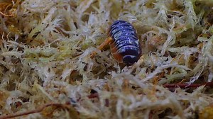 99K views · 2.3K reactions | ISOPODS UNBOXING! 10 Sp agad grabe! Maraming salamat Master Terrapods❤️ #theexoshortofficial #isopods #thankyoumgakaexo | The ExoShort Official | Facebook