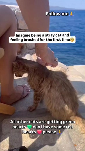 4.5M views · 235K reactions | During my last trip to Crete, I met this stray cat. He was very thin and his fur was matted. While I was eating lunch, he came over looking for some food and a cuddle. I gave him some kibble (in Crete, I always carry cat food in my bag) #usa #canada #uk #america #newyork #love #california #australia #instagram #travel #germany #instagood #london #europe #france #florida #miami #trump #unitedstates #art #italy #nyc #texas #losangeles #like | Wonders Haven | Facebook