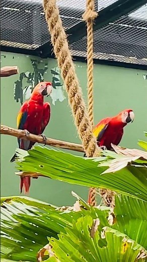 Scarlet Macaw Showing Its Bright Feathers!