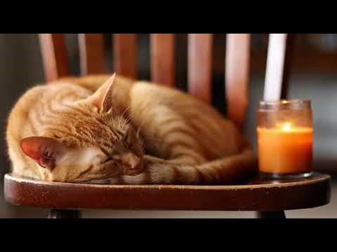 Gentle Looping Rain Sounds for Sleep 🌧️ Cozy ASMR Ambience