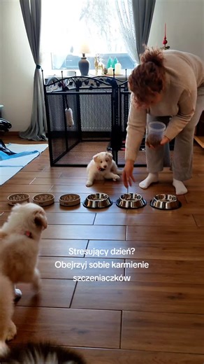 Maluchy z @Z_Arabskiej_Stajni_FCI testowały nasze miski spowalniające oraz antypoślizgowe. Wydawały się zadowolone 😄