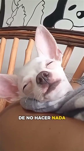 MILO EN MODO AVION #milo #pets