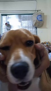 16K views · 1.3K reactions | Squishy Face  #beagles #beagledogs #beaglelovers #doglovers #dogs #reels #reelsfb #reelsviral #viraldog | Baileys The Beagle | Facebook