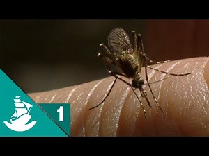 Microcosmos (Parte 1/5)