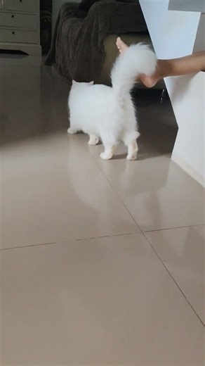 #kucingras #kucingputihlucu #sharelink #fyp