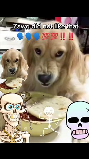 Funny Dog Meme Compilation with Don Pollo Sound Effects