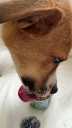 Luna Eats Pup Ice Cream…#asmr#asmrsounds#eatingsounds#dog#dogshorts#shorts#eating#dogs#satisfying#hi