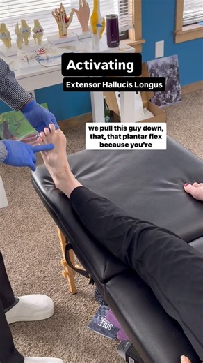 Luis on Instagram: "Reactivating the extensor hallucis longus (EHL) to restore arch integrity and ankle stability. “Your arch didn’t fail” Some of your nervous system went offline and it “dropped”. In this video, I’m reactivating the extensor hallucis longus (EHL) to restore some arch integrity and ankle stability. Using Neuromyofascial Release Techniques™, I teach my client how to reconnect foot extensors to hand extensors, re-establishing a clean electrical pathway back to the EHL. When the si