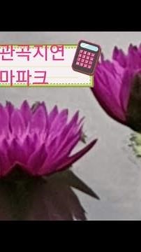 아름다운자비로움#관곡지연꽃태마파크#인기동영상 #식물이좋아요#다육식물#다육이키우기#Lotus#succulents
