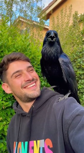 Man Sharing a Close Bond with His Pet Raven Watch Their Amazing Connection #pets #ravens #wildlife