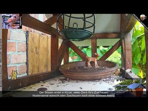 Interaktiv: Vogel-Beobachtung/Bird-Watch - Stuttgart (!stg) und Niedersachsen (!nds) - Viel Spaß!