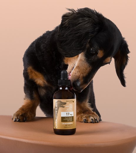 CBD for Dogs - Charlotte's Web™ CBD & Botanicals
