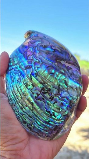 Paua Abalone Shell | New Zealand Shell Art #abalone #beach #kharismakerang