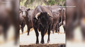 'Buddy' the Beefalo gets a new lease on life in his Florida sanctuary home