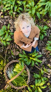 8.5K views · 1.2K reactions | Arthur 戮 identifies the best plant to forage in the Spring, it’s wild garlic, also called bear garlic, bear leek, ramsons and buckrams 龍  Allium ursinum, Bear Garlic 龍 #forage #foraging #foraged #forager #spring #nature #naturelearning. #wildgarlic #ramsons | The Grizzly Forager | Facebook