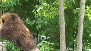 ULTRA HD 4k real time; Close up of a majestic male lion