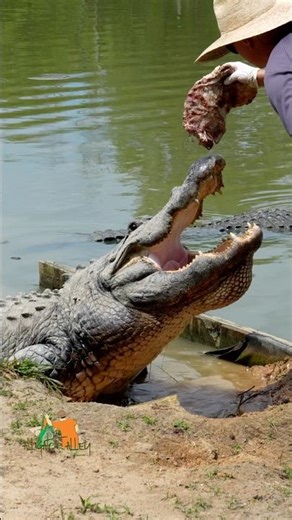 This alligator is over 13 ft. and 800 pounds! #shorts #shortsfeed #alligator #crocodile #wildlife