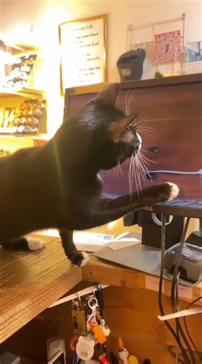 Marcel the Cat Tries to Catch Virtual Mouse on Screen