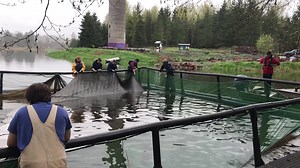 5.7K views · 100 reactions | Onalaska High School students work with aquaculture teacher Kevin Hoffman as well as Washington Department of Fish & Wildlife and members of the Chehalis Tribe to release coho from net pins in Carlisle Lake into Gheer Creek Monday morning in Onalaska. Read more about the program here: https://bit.ly/2UtJ8Gd (Video by Chronicle reporter Katie Hayes) | The Chronicle | Facebook