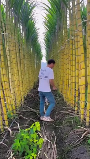 Expert Fruit Cutting Techniques for a Stunning Display