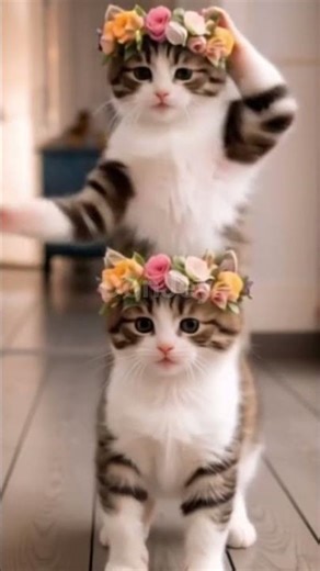 When Your Cat Loves the Macarena Song 🐱🎶