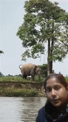 #elephant #wildliferescue #funny #wildlife #comedy #travel