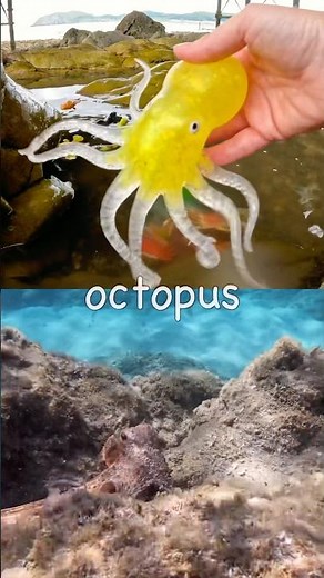 Rock Pool Fun | Learn Sea Animal Names for Kids: Turtle Marine Iguana Whale Shark Sperm Whale