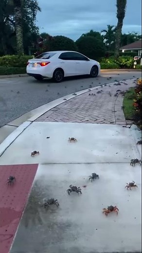 Hundreds of crabs invade Florida community