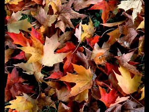 Genesis | Evidence of Autumn