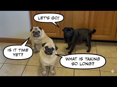 The Cutest Countdown: Pugs Patiently Waiting for Their Spring Adventure